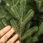 molid-brad-sau-pin-care-este-diferenta-dintre-ei.webp.webp
